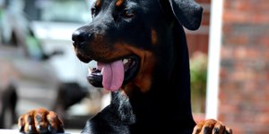 â€œKop-en-Skouersâ€ deur Yvonne Joubert se suster